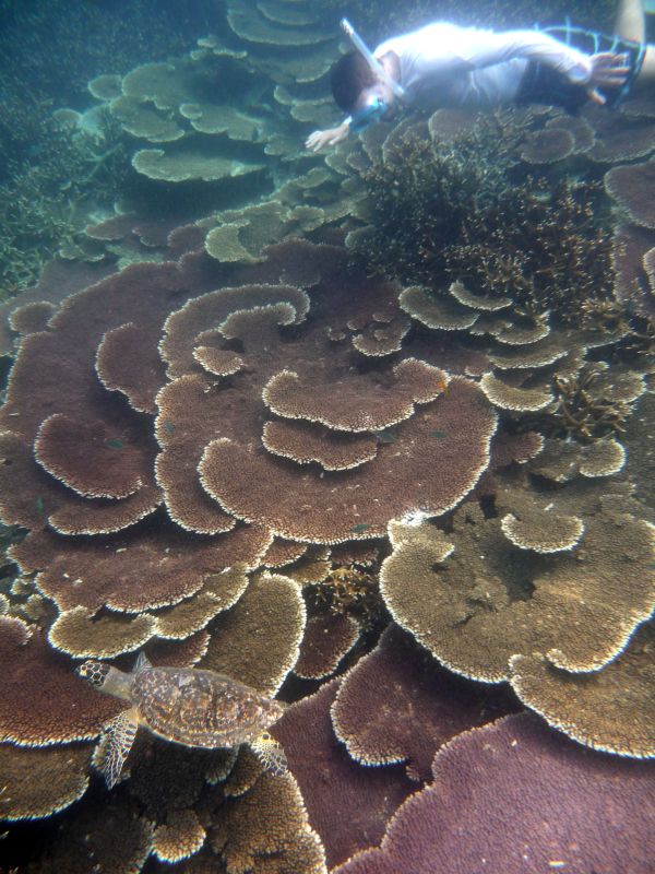 Konrad und die Schildkrte.